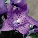 40+ SEEDS VIOLET BLUE PLATYCODON BALLOON FLOWER SEEDS PERENNIAL (Seeds)
