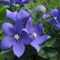 40+ SEEDS VIOLET BLUE PLATYCODON BALLOON FLOWER SEEDS PERENNIAL (Seeds)