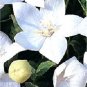 40+ SEEDS VIOLET BLUE PLATYCODON BALLOON FLOWER SEEDS PERENNIAL (Seeds)