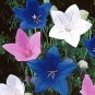 40+ SEEDS VIOLET BLUE PLATYCODON BALLOON FLOWER SEEDS PERENNIAL (Seeds)