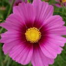 100+ SEEDS COSMOS "RADIANCE" FLOWER SEEDS LONG LASTING ANNUAL (Seeds)