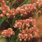50+ SEEDS APRICOT STATICE FLOWER SEEDS LONG LASTING ANNUAL (Seeds)