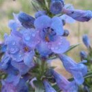 50+ SEEDS PENSTEMON ANGUSTIFOLIUS BEARDTONGUE FLOWER SEEDS PERENNIAL (Seeds)