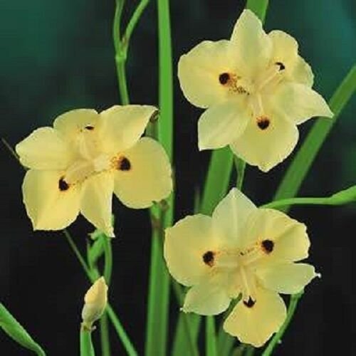 25+ SEEDS YELLOW FORTNIGHT LILY FLOWER SEEDS FROST HARDY (Seeds)