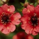 40+ SEEDS MISS WILMOTT POTENTILLA NEPALENSIS FLOWER SEEDS HARDY PERENNIAL (Seeds)