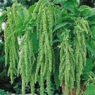 50+ SEEDS AMARANTHUS GREEN LOVE LIES BLEEDING FLOWER SEEDS ANNUAL AUTUMN BOUQUET (Seeds) 50+ SEEDS AMARANTHUS GREEN LOVE LIES BLEEDING FLOWER SEEDS ANNUAL AUTUMN BOUQUET (Seeds)