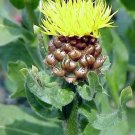 35+ SEEDS CENTAUREA MACROCEPHALA FLOWER SEED PERENNIAL GREAT CUT OR DRIED (Seeds)