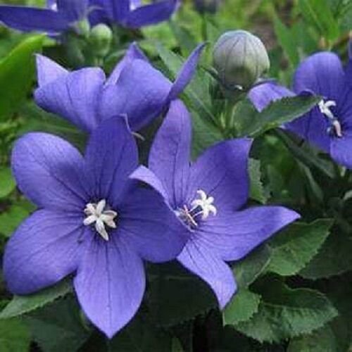 40+ SEEDS BLUE PLATYCODON BALLOON FLOWER SEEDS PERENNIAL (Seeds)