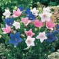 40+ SEEDS BLUE PLATYCODON BALLOON FLOWER SEEDS PERENNIAL (Seeds)