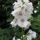 70+ SEEDS POLEMONIUM, PEARL WHITE JACOB'S LADDER FLOWER SEEDS PERENNIAL (Seeds)