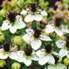 50+ SEEDS NIGELLA LOVE IN THE MIST WHITE MISS JEKYLL FLOWER SEEDS RESEEDING ANNUAL (Seeds)
