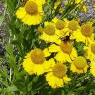 50+ SEEDS HELENIUM HOOPESI GOLDEN PERENNIAL FLOWER (Seeds) 50+ SEEDS HELENIUM HOOPESI GOLDEN PERENNIAL FLOWER (Seeds)