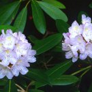 25+ SEEDS PURPLE RHODODENDRUN SEEDS FLOWERS, SHRUBS, TREES SHADE LOVING PERENNIAL (Seeds)