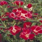 50+ SEEDS GODETIA FRANDIFLORA METEOR CLARKIA FLOWER SEEDS RE-SEEDING ANNUAL GODETIA (Seeds)