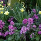 50+ SEEDS LAVENDER FAIRY PRIMROSE PRIMULA FLOWER SEEDS PERENNIAL (Seeds)