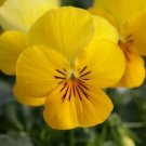 30+ SEEDS VELOUR YELLOW VIOLA FLOWER SEEDS SHADE PERENNIAL (Seeds)