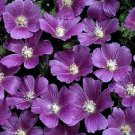 20+ SEEDS ANODA CRISTATA FLOWER SEEDS ANNUAL MARVELOUS COLORING (Seeds)