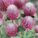 40+ SEEDS BI-COLOR ROSE GOMPHRENA FLOWER SEEDS ANNUAL (Seeds)