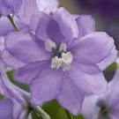 25+ SEEDS MAGIC FOUNTAINS LAVENDER W/ WHITE BEE DELPHINIUM FLOWER SEEDS PERENNIAL (Seeds)