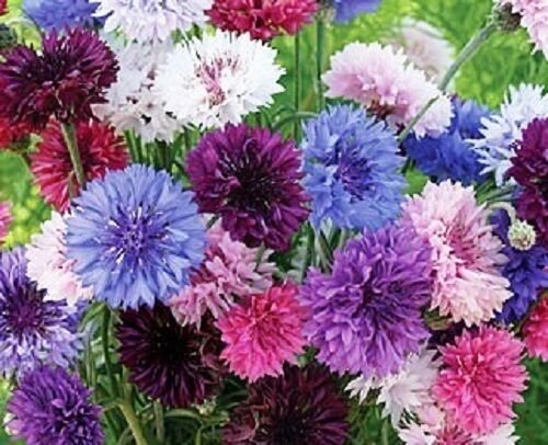 35+ SEEDS BACHELOR'S BUTTON CORNFLOWER FLOWER SEED MIX LONG LASTING ANNUAL (Seeds)