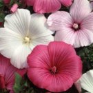 20+ SEEDS LAVATERA FLOWER SEEDS MIX ROSE MALLOW PERENNIAL EARLY SPRING BLOOM (Seeds)