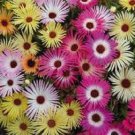 50+ SEEDS LIVINGSTONE DAISY ICE PLANT PERENNIAL SPARKLES FLOWER SEED MIX (Seeds)
