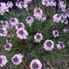 50+ SEEDS AETHIONEMA PERSIAN ROCK CRESS FLOWER SEEDS EVERGREEN PERENNIAL (Seeds)