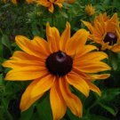 30+ SEEDS RUDBECKIA MARMALADE FLOWER SEEDS PERENNIAL (Seeds)