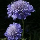 25+ SEEDS BLUE SCABIOSA PINCUSHION FLOWER SEEDS PERENNIAL (Seeds)