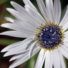 40+ SEEDS WHITE AFRICAN DAISY FLOWER SEEDS ANNUAL (Seeds)