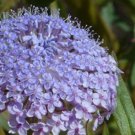50+ SEEDS Blue Lace Island Daisy Flower Seeds Traychmene Coerulea Perennial (Seeds)