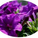 30+ SEEDS PETUNIA CELEBRITY VIOLET FLOWER SEEDS ANNUAL (Seeds)