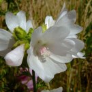 30+ SEEDS WHITE PERFECTION W / PINK ANTERS MALVA FLOWER SEEDS PERENNIAL (Seeds)