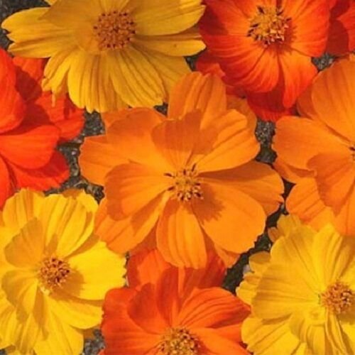 35+ SEEDS COSMOS BRIGHT LIGHTS MIX FLOWER SEEDS LONG LASTING ANNUAL (Seeds)