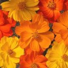35+ SEEDS COSMOS BRIGHT LIGHTS MIX FLOWER SEEDS LONG LASTING ANNUAL (Seeds)