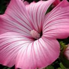 20+ SEEDS LAVATERA SILVER CUP FLOWER SEEDS PERENNIAL EARLY SPRING BLOOM (Seeds)