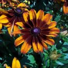 30+ SEEDS RUDBECKIA CAPPUCCINO FLOWER SEEDS PERENNIAL (Seeds)
