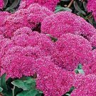 50+ SEEDS SEDUM EMPEROR'S WAVE PERENNIAL FLOWER SEEDS CARMINE COLOR (Seeds)