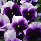 35+ SEEDS SWISS GIANT ULLSWATER BEACONSFIELD PANSY FLOWER SEEDS SHADE PERENNIAL (Seeds)