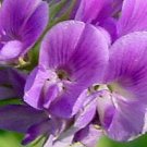 100+ SEEDS MEDICAGO SATIVA / PURPLE ALFALFA PERENNIAL FLOWER SEEDS GROUND COVER (Seeds)
