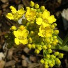 60+ SEEDS YELLOW QUEEN FRAGRANT ALYSSUM FLOWER SEEDS/RESEEDING PERENNIAL (Seeds)
