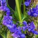 40+ SEEDS HYSSOPUS OFFICINALIS SPRITE BLUE FLOWER SEEDS / AROMATIC PERENNIAL HERB (Seeds)