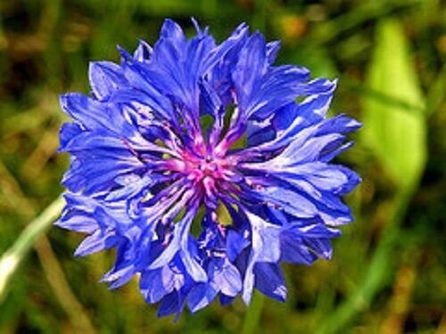 35+ SEEDS COBALT BACHELOR'S BUTTON CORNFLOWER FLOWER SEEDS ANNUAL (Seeds)