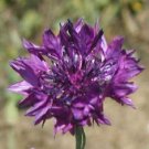 35+ SEEDS CENTAUREA PURPLE CORNFLOWER BACHELOR'S BUTTON ANNUAL FLOWER (Seeds)