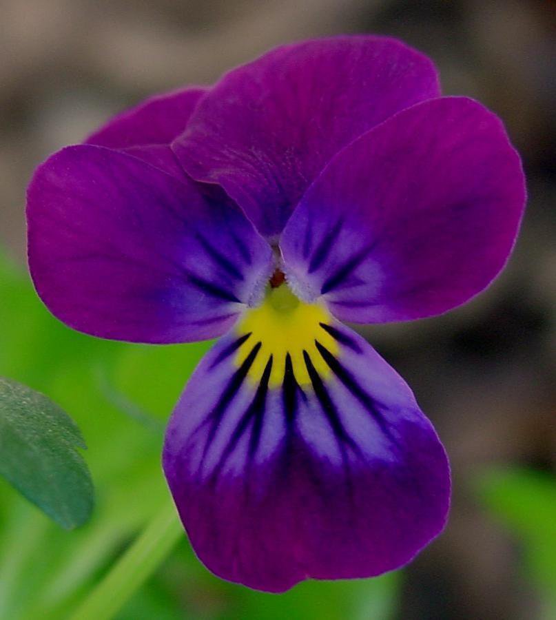 35+ SEEDS VIOLA CORNUTA KING HENRY PURPLE FLOWER SEEDS SHADE PERENNIAL (Seeds)