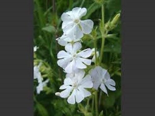 100+ SEEDS SILENE WHITE CATCHFLY FLOWER SEEDS ANNUAL (Seeds)