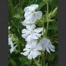 100+ SEEDS SILENE WHITE CATCHFLY FLOWER SEEDS ANNUAL (Seeds)