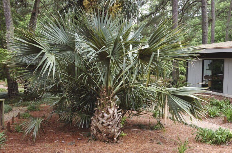 5 Seeds Sabal Birmingham COLD HARDY BIRMINGHAM PALMETTO (Seeds)
