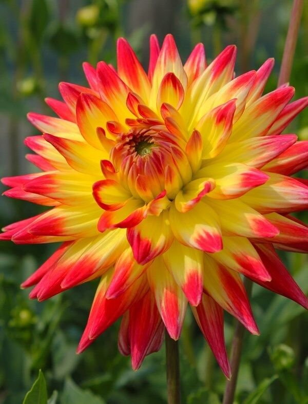 5 Seeds Dahlia Dinnerplate Cactus Type MIXED HYBRIDS (Seeds)