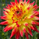 5 Seeds Dahlia Dinnerplate Cactus Type MIXED HYBRIDS (Seeds)